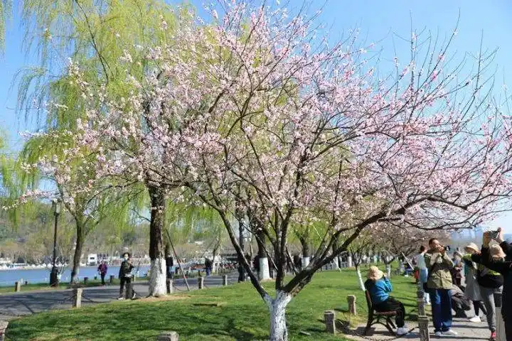 67春日浪漫,花占一半,西湖边杏花,桃花,樱花……也太美了_白堤_柳丝