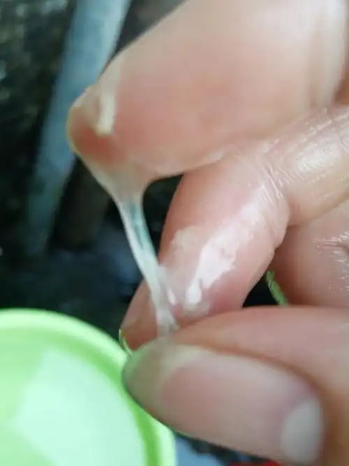 现杀的拿回来一个多小时后洗时发现的像果冻状物质