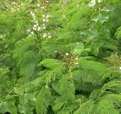 蛇藤,中药名.为豆科金合欢属植物羽叶金合欢的根及老茎.