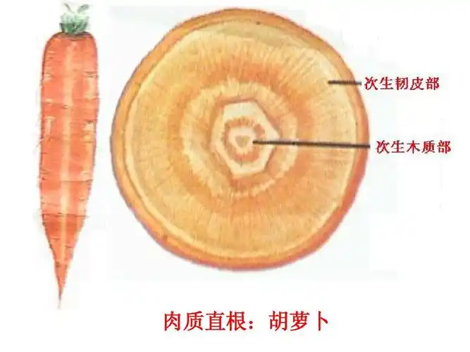 植物学 实验四 根的形态与结构ppt