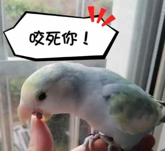 自己做的鹦鹉微信表情包