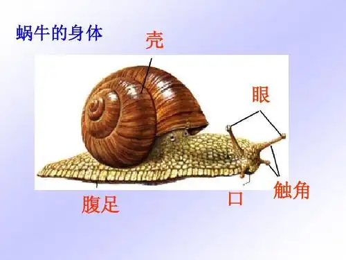 蜗牛的身体 壳 眼 腹足 口 触角