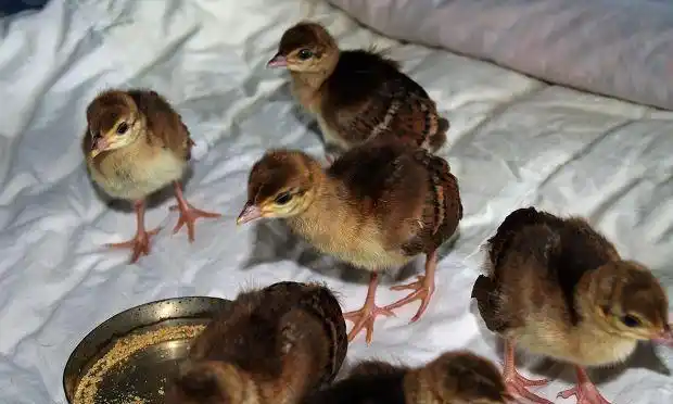 供应优质红腹锦鸡苗及脱温红腹锦鸡苗 成年红腹锦鸡