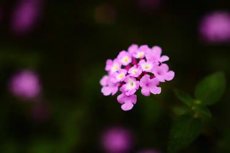 一朵野花一朵野花在荒原里开了又-李诗阳
