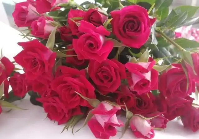 100种玫瑰之48波塞尼娜