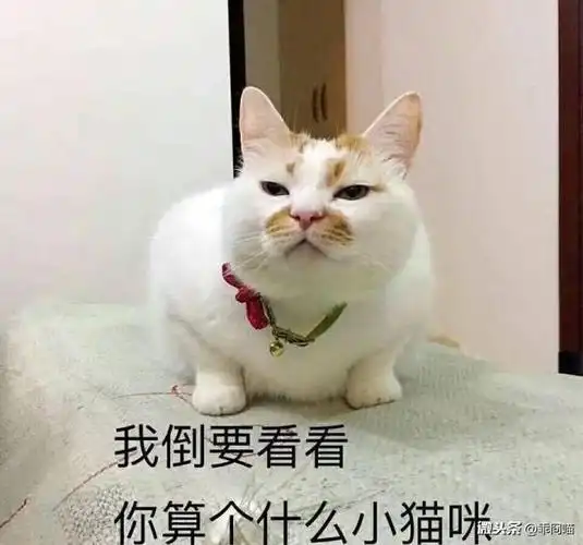 我倒要看看你算个什么小猫咪-表情包制作-聊天图片表情