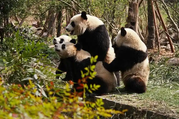 成都熊猫博物馆