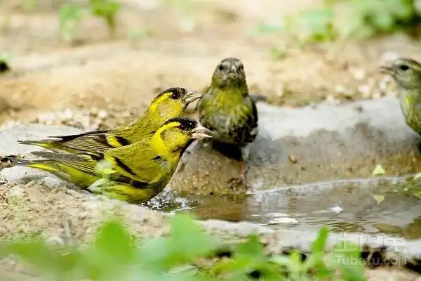 而我们要认真学习,像这种繁殖工作的前期也是很艰难的,因为首先母黄雀