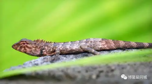 在海南人自然情怀里有一种美好叫雷公马