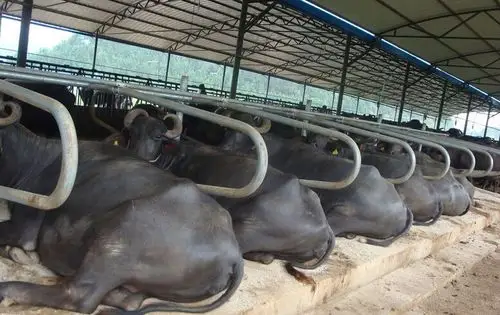 水牛养殖前景要注意牛病要点
