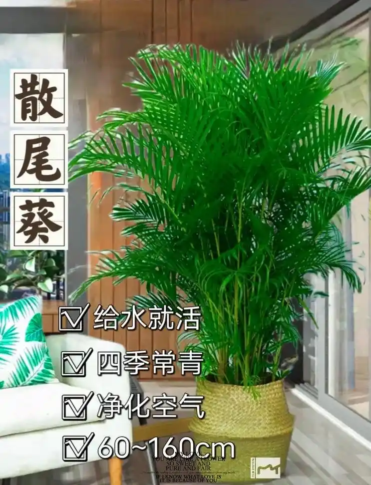 散尾葵又名凤尾竹,而且也叫富贵椰子.因为它叶大肥美