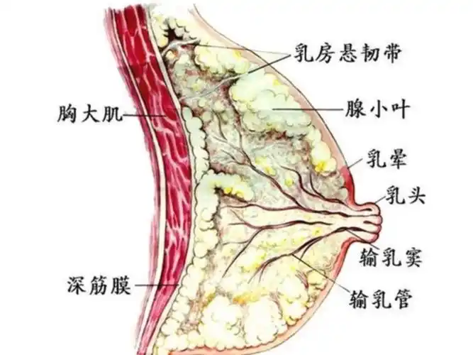 医美干货—乳头内陷整形术项目描述女性乳头内陷是一种_圈子-新氧美容