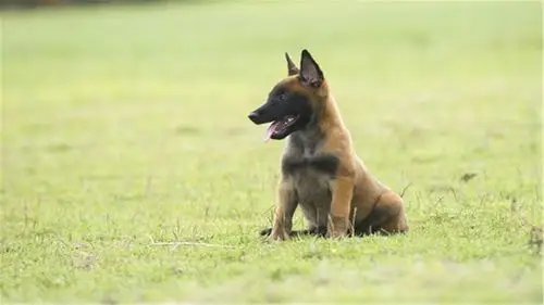 马犬幼犬多大可以驱虫