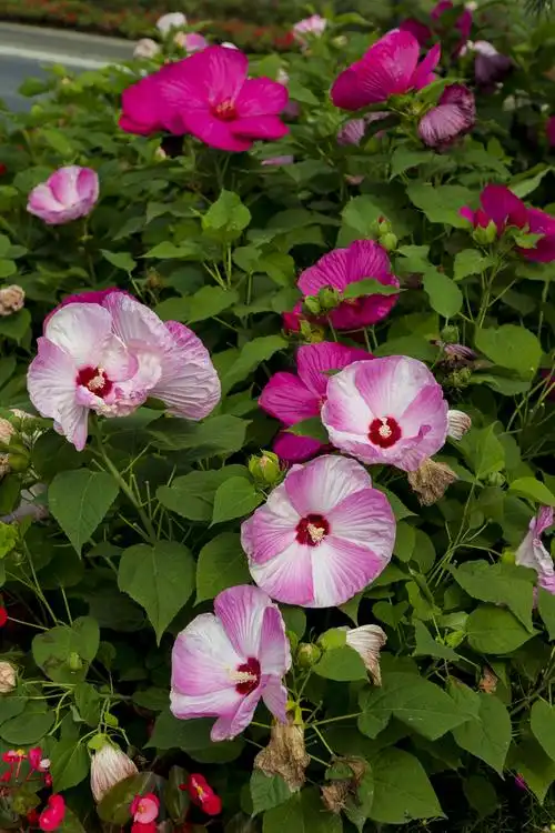 芙蓉葵,大花秋葵