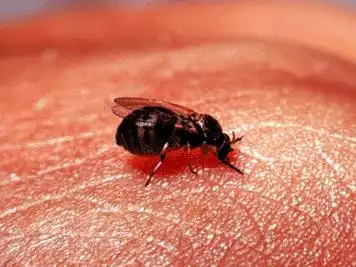 这些吸血虫竟然有点可爱……呕呕呕