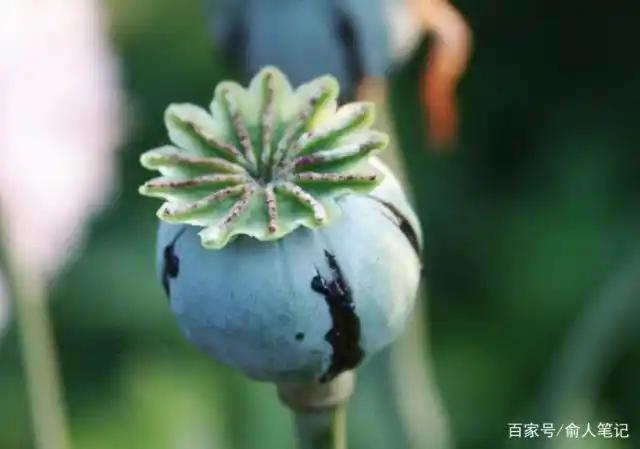 火锅,小吃加了罂粟壳会更鲜更好吃?那只是噱头 真相让你恶心!