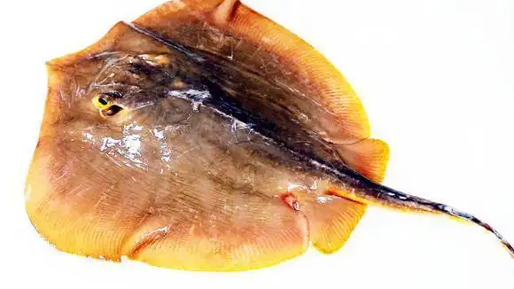 红烧黄虎鱼简单做法,不剪不炸也能鲜香美味,海边老