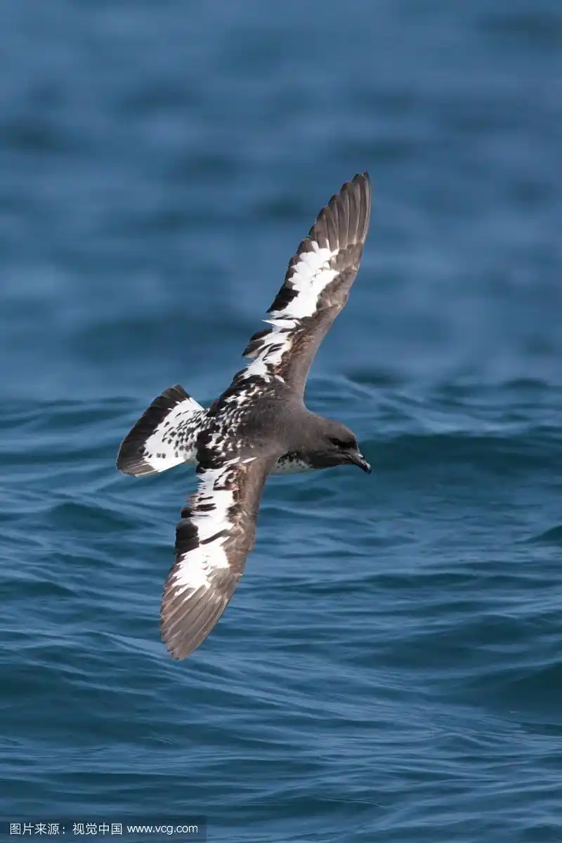 新西兰凯库拉海面低空飞行的成体海燕