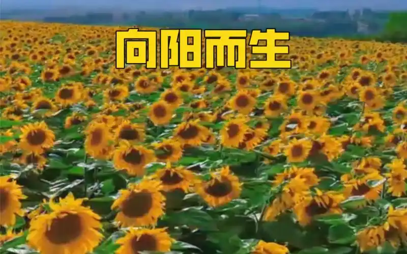 向日葵花海与彩虹同框!浪漫又唯美