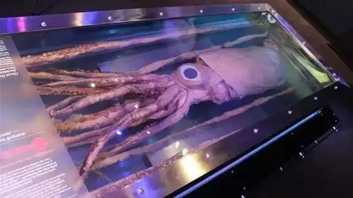 大王乌贼深海中的无敌霸主