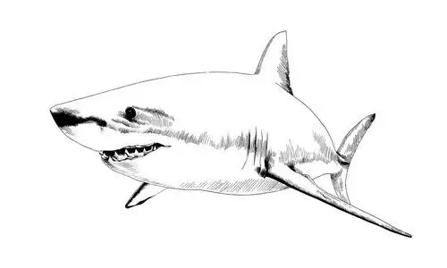 鲨鱼手工绘制在油墨中的设置大白鲨画在墨手绘草图徽标在白色的背景上