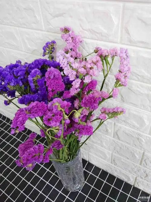 勿忘我/情人草/水晶草多色混搭-想念你的季节