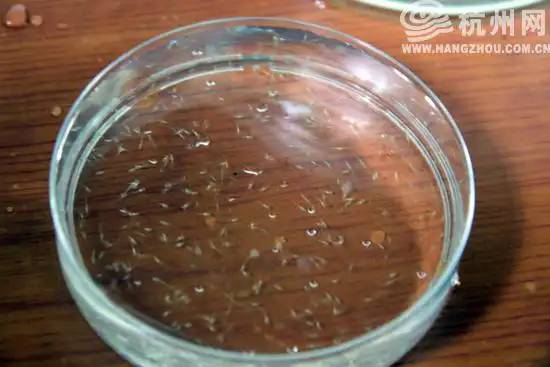 用来代替小白鼠的斑马鱼 杭州有企业能养殖了(图 视频)