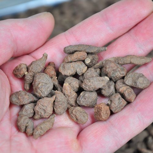 野生蕨麻大粒人参果500克厥麻孕妇煮粥滋补杂粮传统滋补品其他