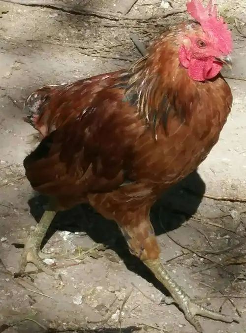 农庄溜达鸡~华北柴鸡(公鸡)