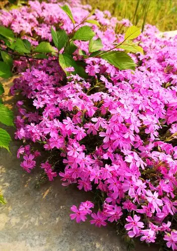 颜色艳丽气味芳香的针叶天蓝绣球像玫红色的地毯漂亮极了