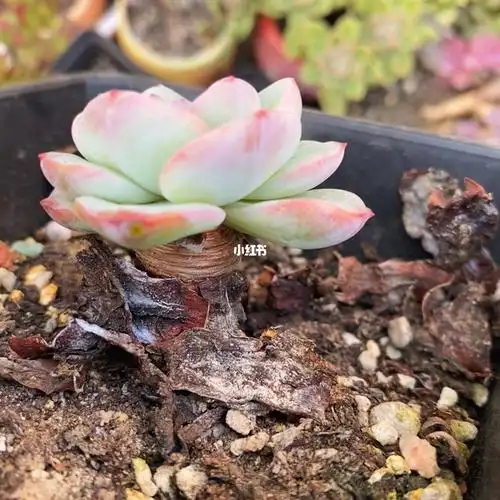 阳台多肉  #奶油泡芙  #泡芙  #多肉控  #多肉控养  #多肉植物  #我