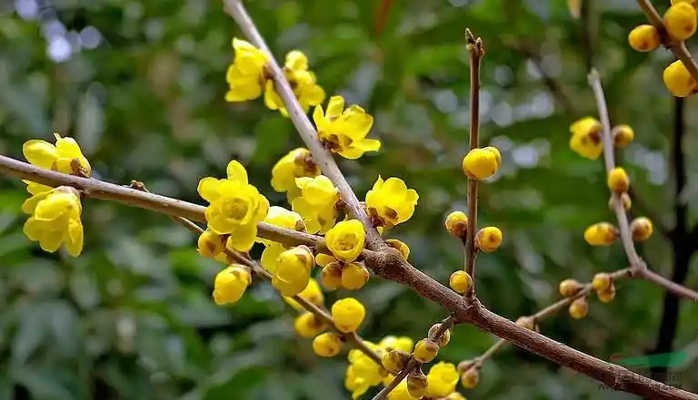 同种植物图片科:腊梅科属:腊梅属别   名:学   名:chimonanthus