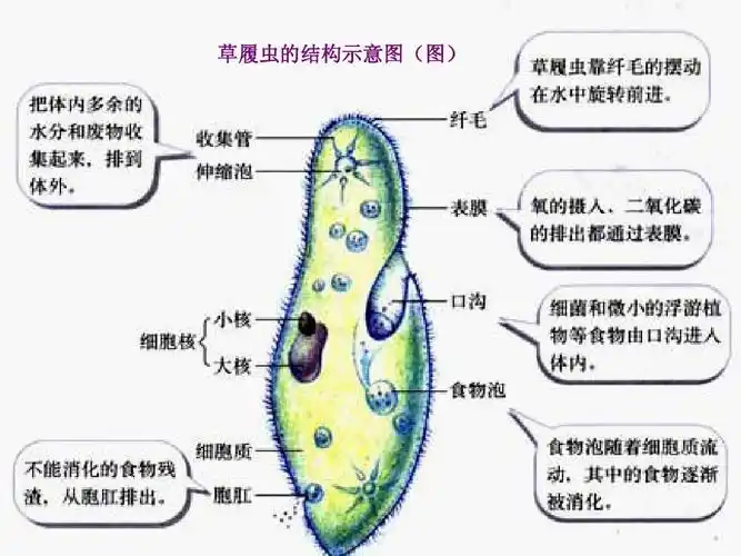 草履虫的结构示意图(图)