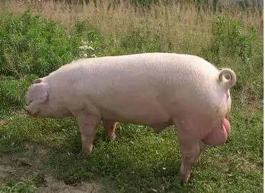 2,长白猪(兰德瑞斯猪)