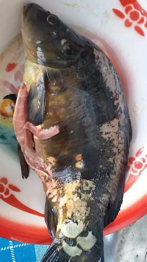 松花江鱼这个鱼叫什么鱼?怎么做的好吃?