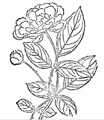 识芳寻踪之荼蘼花事未了