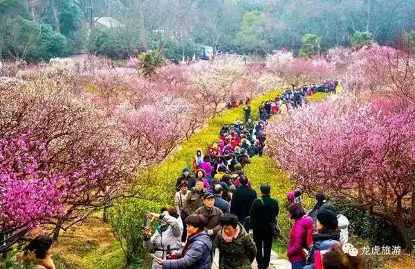 傅家边的梅花已开好,高淳人去溧水串门赏梅这样走.