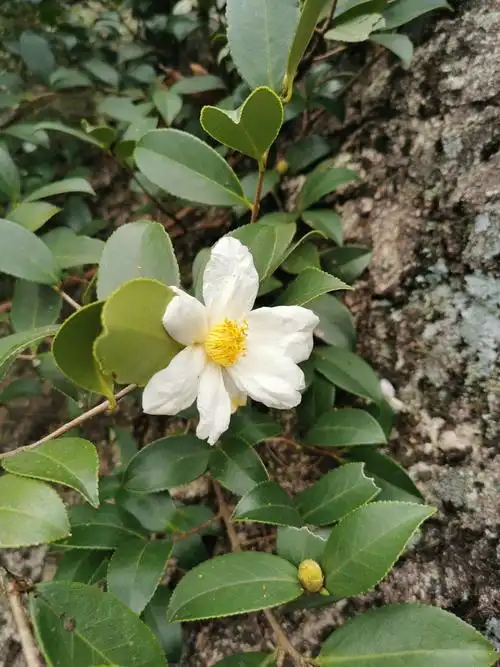 道旁的一棵野山茶开着花
