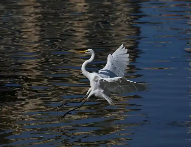 摄于海南三亚榆春河白鹭公园!