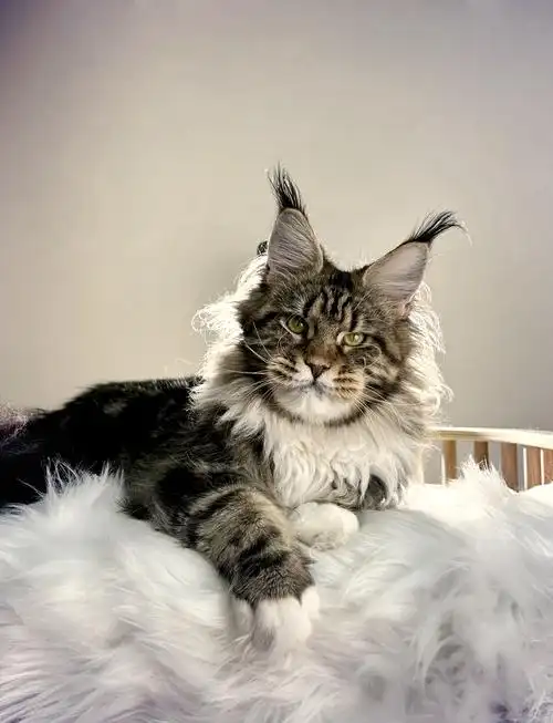 93棕虎斑缅因猫,真相大白!