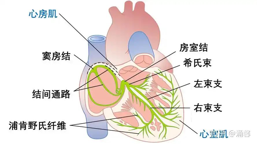 心肌细胞是自律的