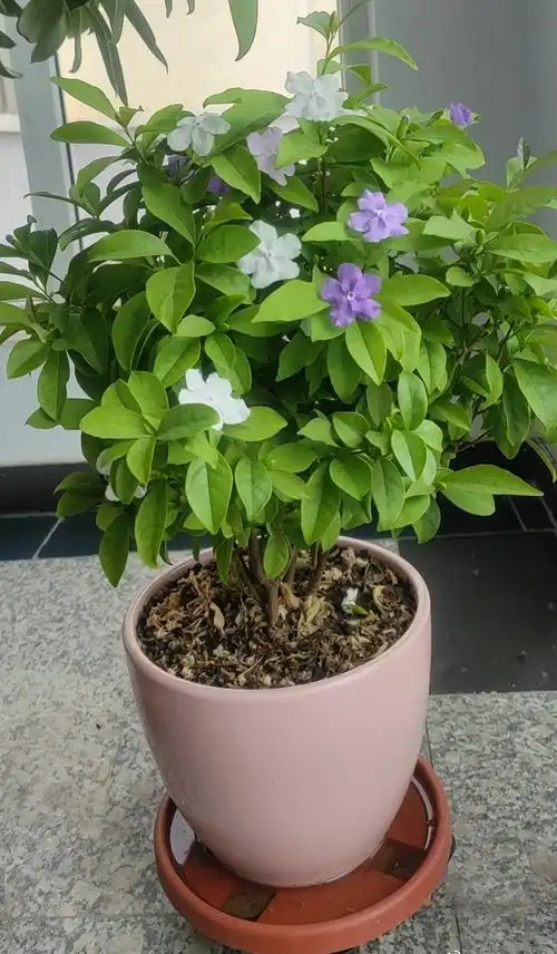 双色茉莉怎么养(双色茉莉怎么养殖能使它的根系发达)-好运到农业网