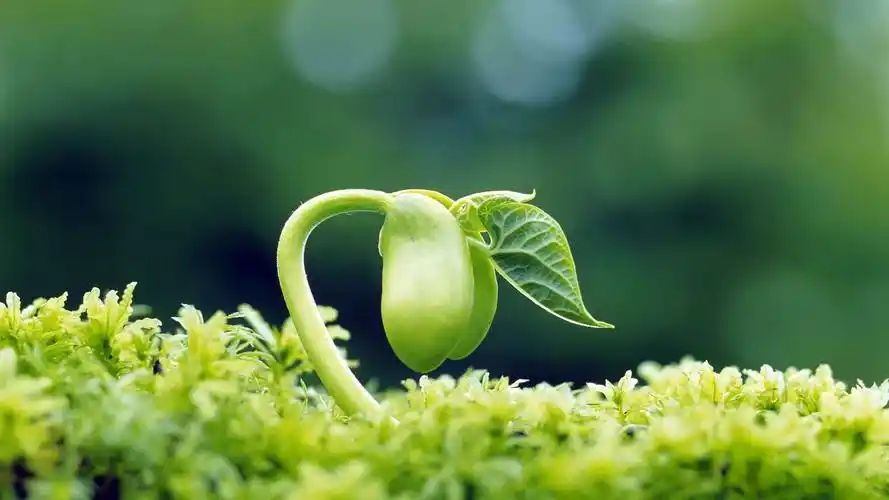 植物种子包装防窜货系统设计开发方案
