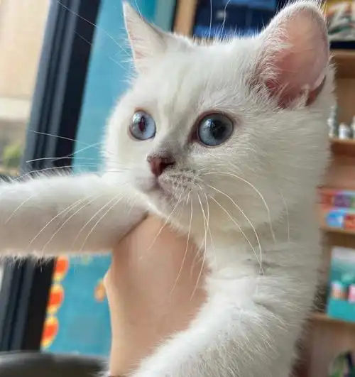 最后一只银点妹妹啦,三个月大,脸超级甜,尴尬期也很圆的脸0606