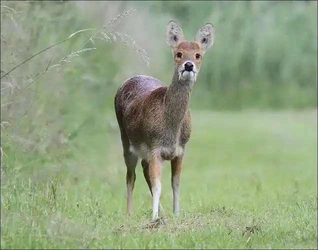 雄性獐子巨大的獠牙