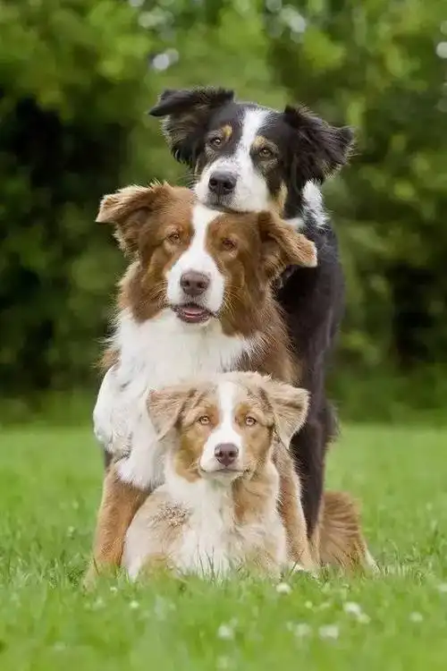 小动物的爱情,太可爱了!~