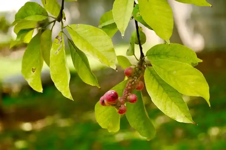 心形果实的树种天目玉兰