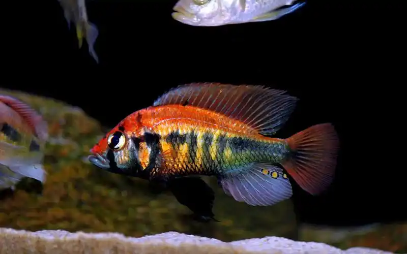 彩虹f1 | 维鲷三湖慈鲷热带鱼观赏用原生鱼