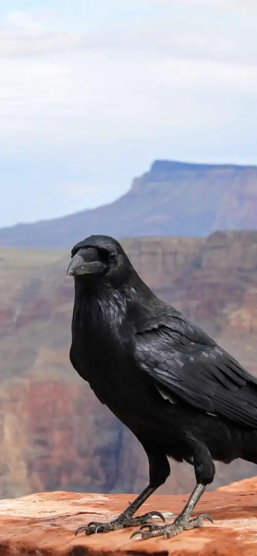乌鸦,鸟,山 iphone 壁纸