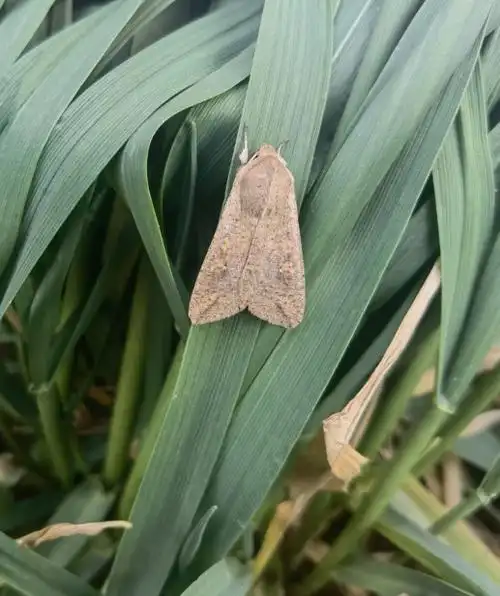 兴平:早监测早预警兴平市发现迁飞代黏虫 - 陕西省农业农村厅门户网站